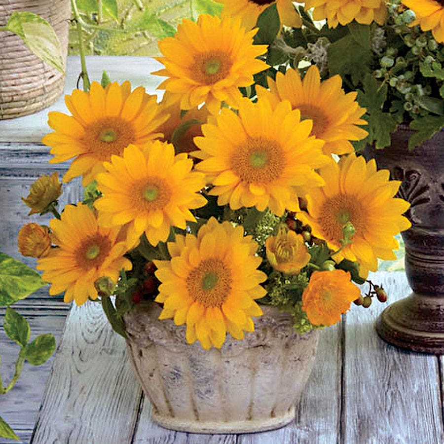 bulk sunflower seeds to plant Vincent's® Fresh Hybrid F1 Sunflower Seeds Bulk – Park Seed