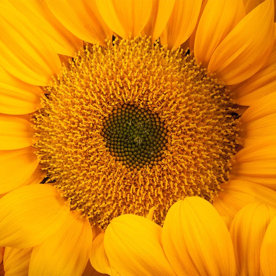 Vincent's® Fresh Hybrid F1 Sunflower Seeds Bulk