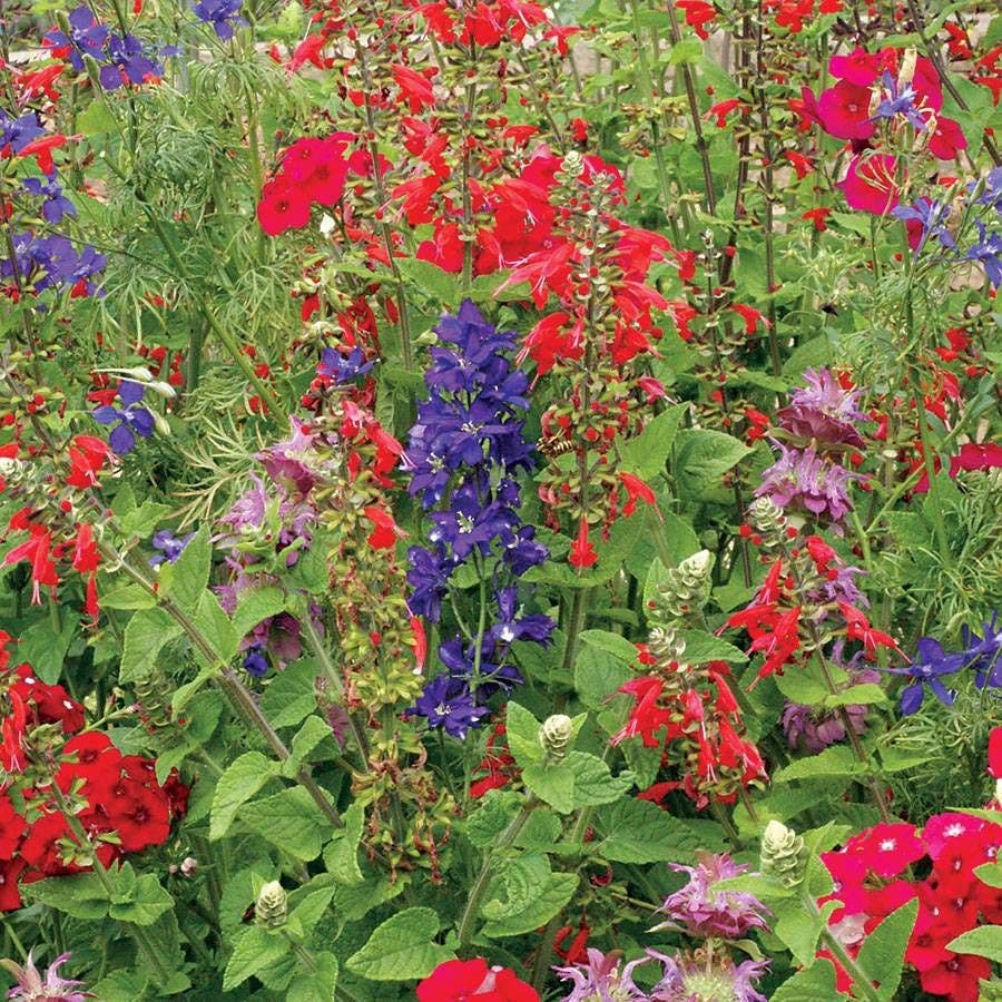 hummingbird garden seeds Hummingbird Wildflower Mix Seeds – Park Seed