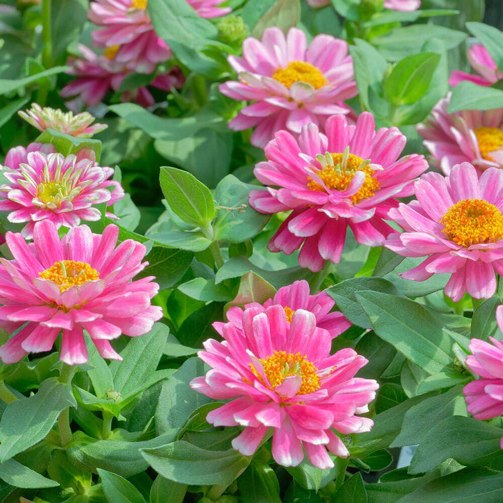 Double Zahara™ Raspberry Ripple Zinnia Seeds
