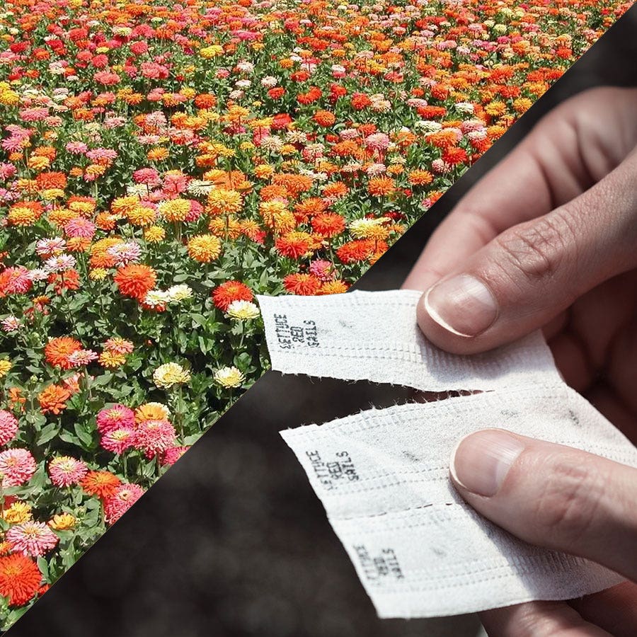 flower seed tape Sow Effortless Collection™ Giant Cactus Zinnia Mix Seed Tape