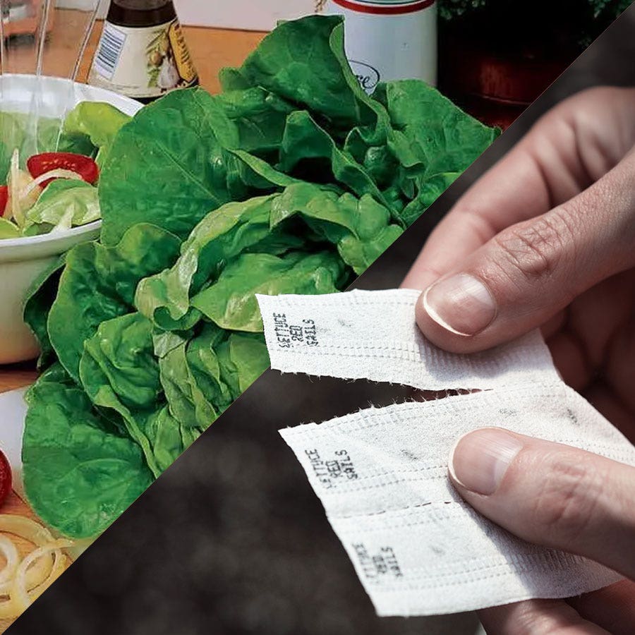 lettuce seed tape for planting Sow Effortless Collection™ Buttercrunch Lettuce Seed Tape