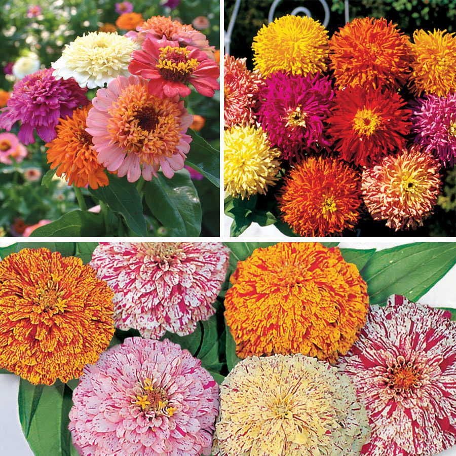 Sow Effortless Collection™ Zinnia Seed Tape Collection