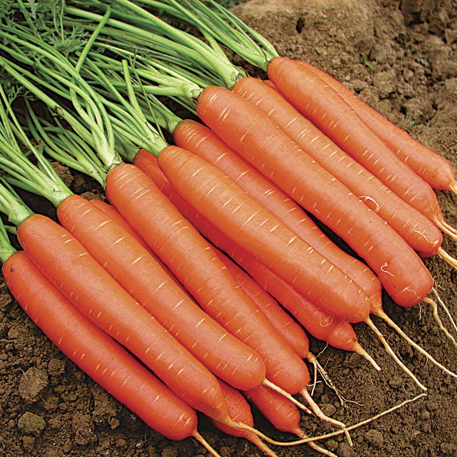 Merida Hybrid Carrot Seed Tape