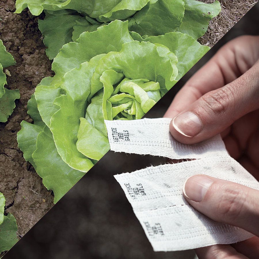 lettuce seed tape for planting Sow Effortless Collection™ Sylvesta Lettuce Seed Tape
