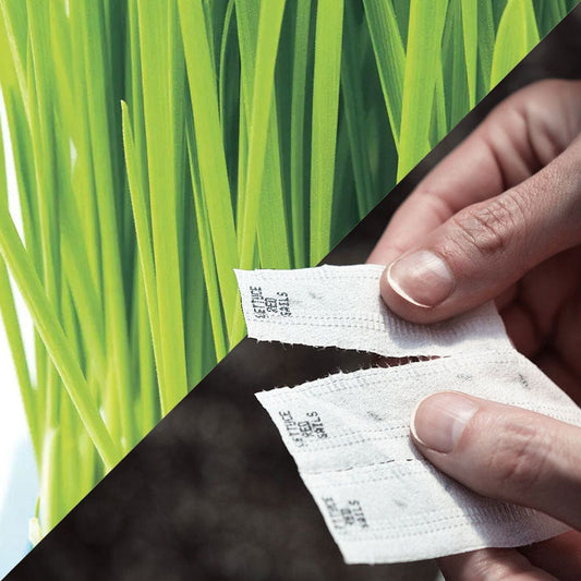 Sow Effortless Collection™ Cat Grass Seed Tape