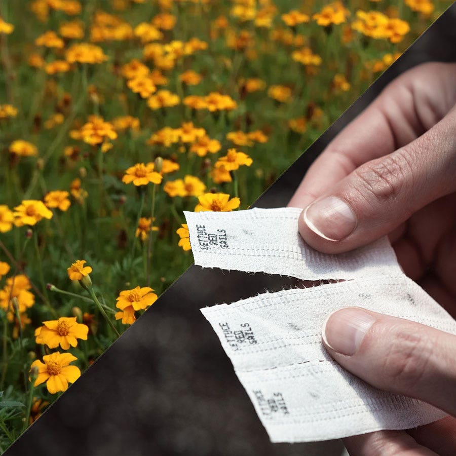 golden guardian marigold seeds Sow Effortless Collection™ Golden Guardian Marigold Seed Tape