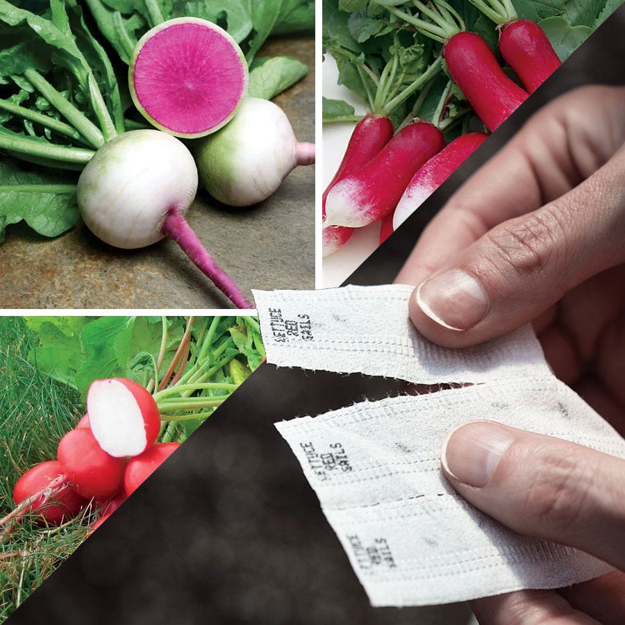 garden seed tape Sow Effortless Collection™ Gourmet Radish Seed Tape Collection