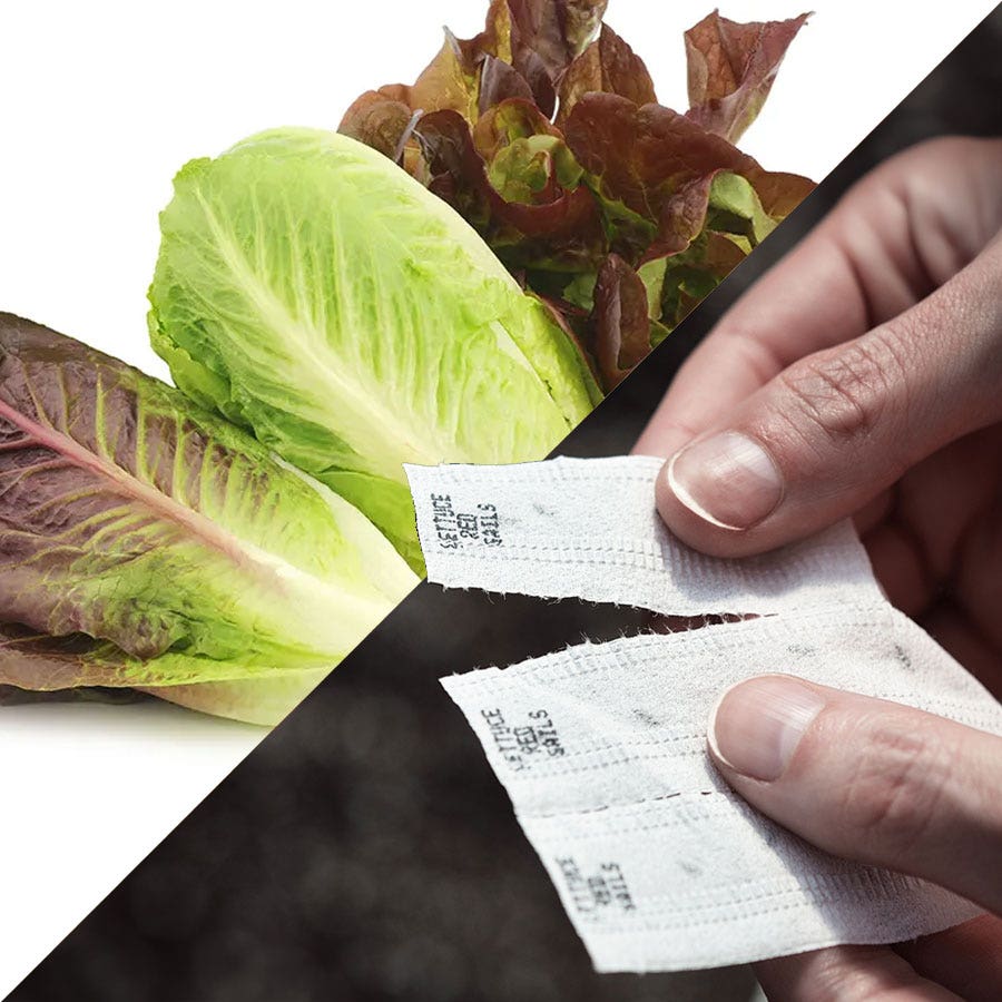 lettuce seed tape for planting Sow Effortless Collection™ Organic Tricolor Romaine Blend Seed Tape