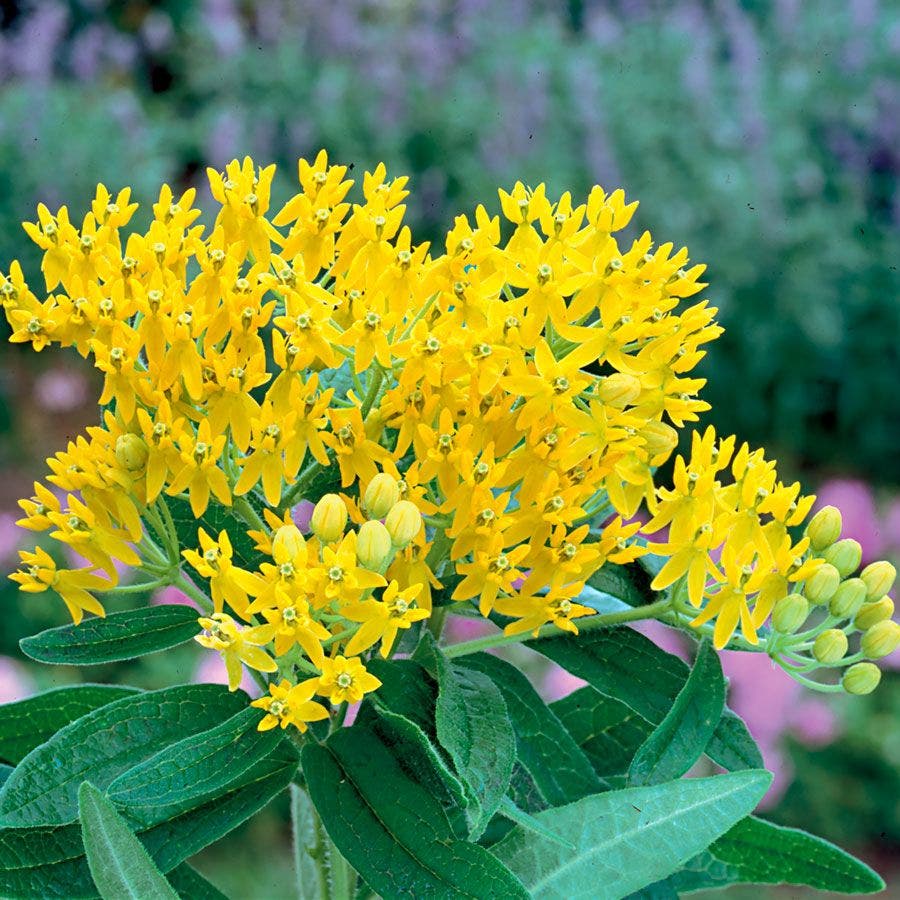 butterfly flower seed 'Hello Yellow' Butterfly Flower Seeds