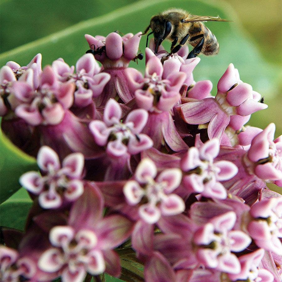where to buy milkweed plants or seeds Butterfly Weed Heirloom Seeds – Park Seed