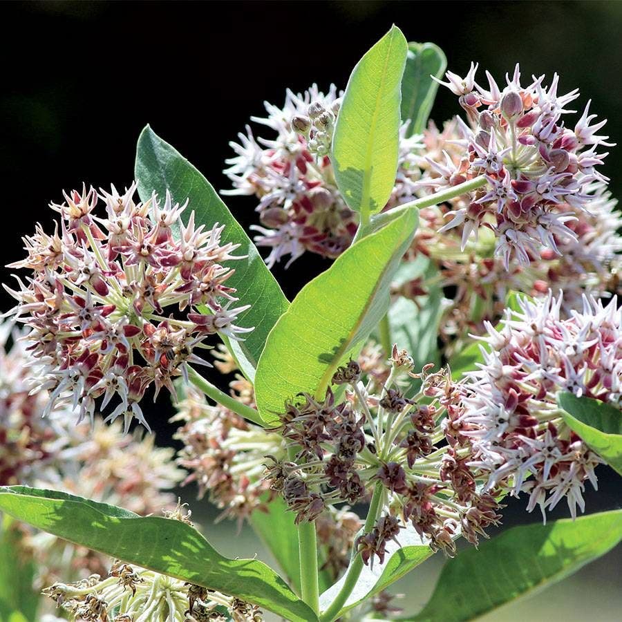 where to buy milkweed plants or seeds Showy Milkweed Seeds – Park Seed
