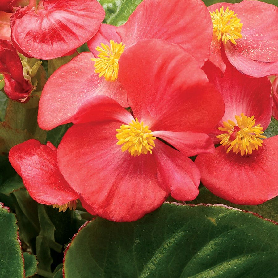 Tophat™ Scarlet Green Leaf Begonia Seeds