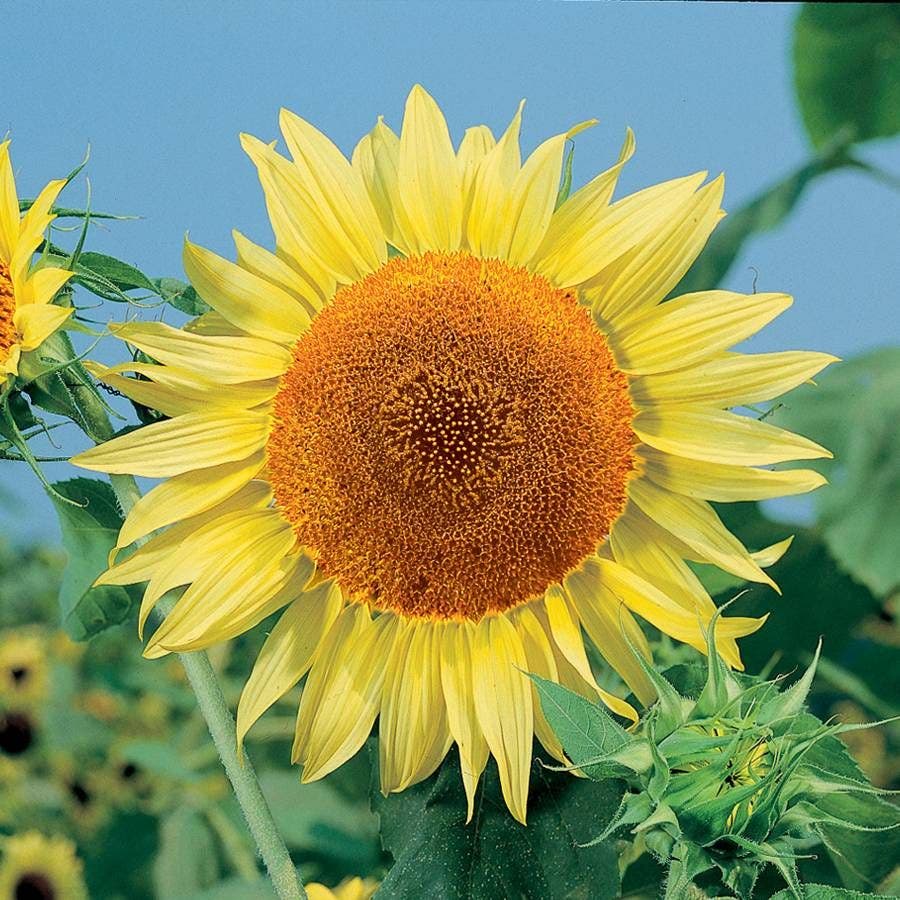 plant mammoth sunflower seeds Sunflower Mammoth Seeds – Park Seed