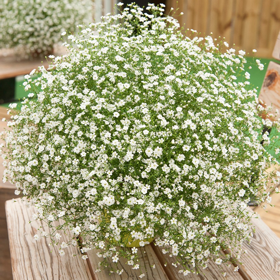 Gypsy White Improved Gypsophila Seeds