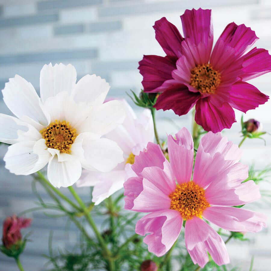garden cosmos seeds Sea Shells Mix Organic Cosmos Seeds