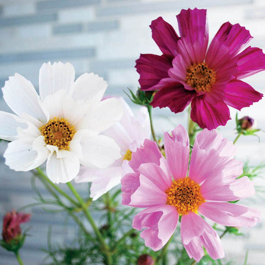 Sea Shells Mix Organic Cosmos Seeds