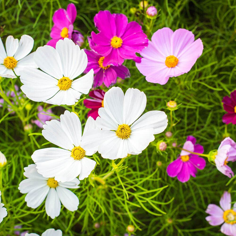 Sea Shells Mix Organic Cosmos Seeds