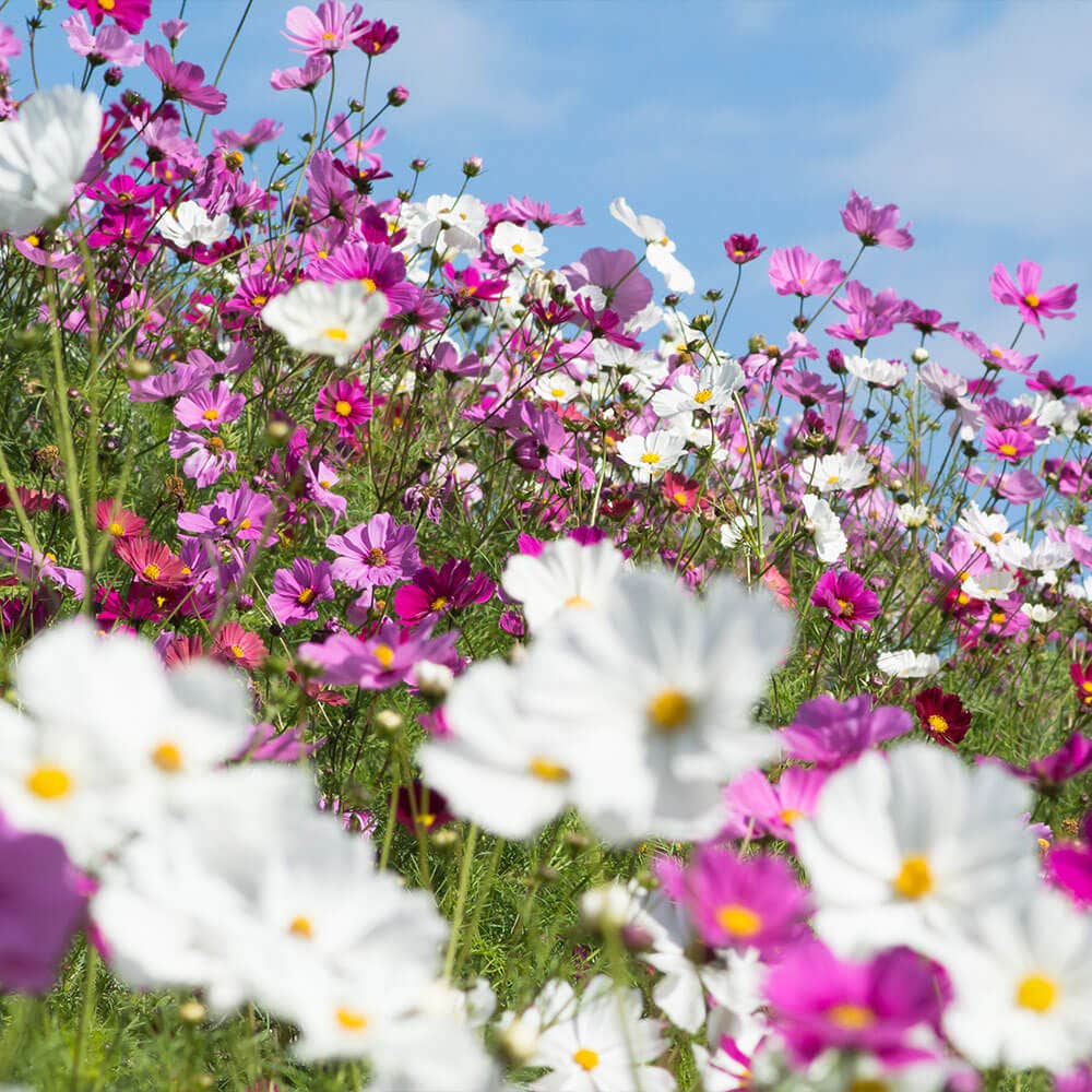 Sea Shells Mix Organic Cosmos Seeds
