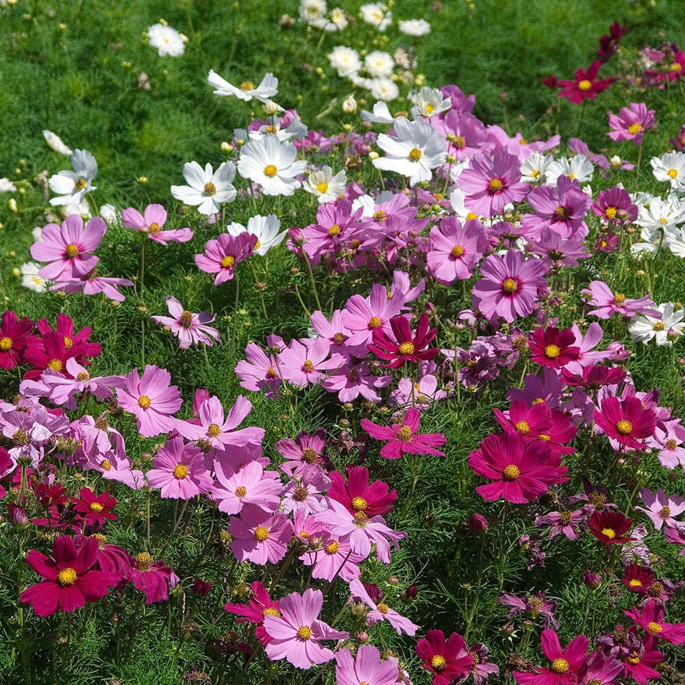 Sea Shells Mix Organic Cosmos Seeds