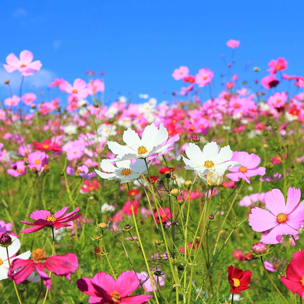 Sea Shells Mix Organic Cosmos Seeds