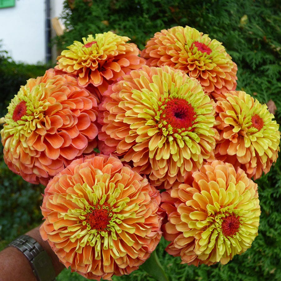 Queeny Lime Orange Zinnia Seeds