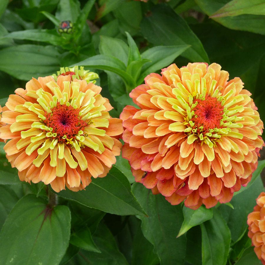 Queeny Lime Orange Zinnia Seeds