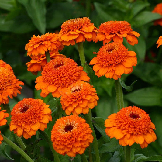 'Zinderella Orange' Zinnia Seeds