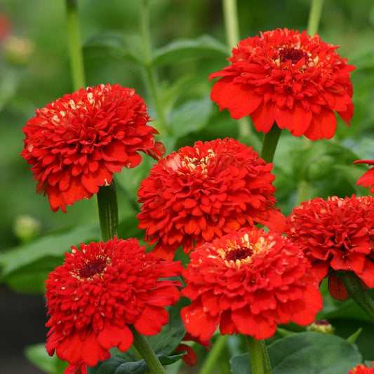 'Zinderella Red' Zinnia Seeds