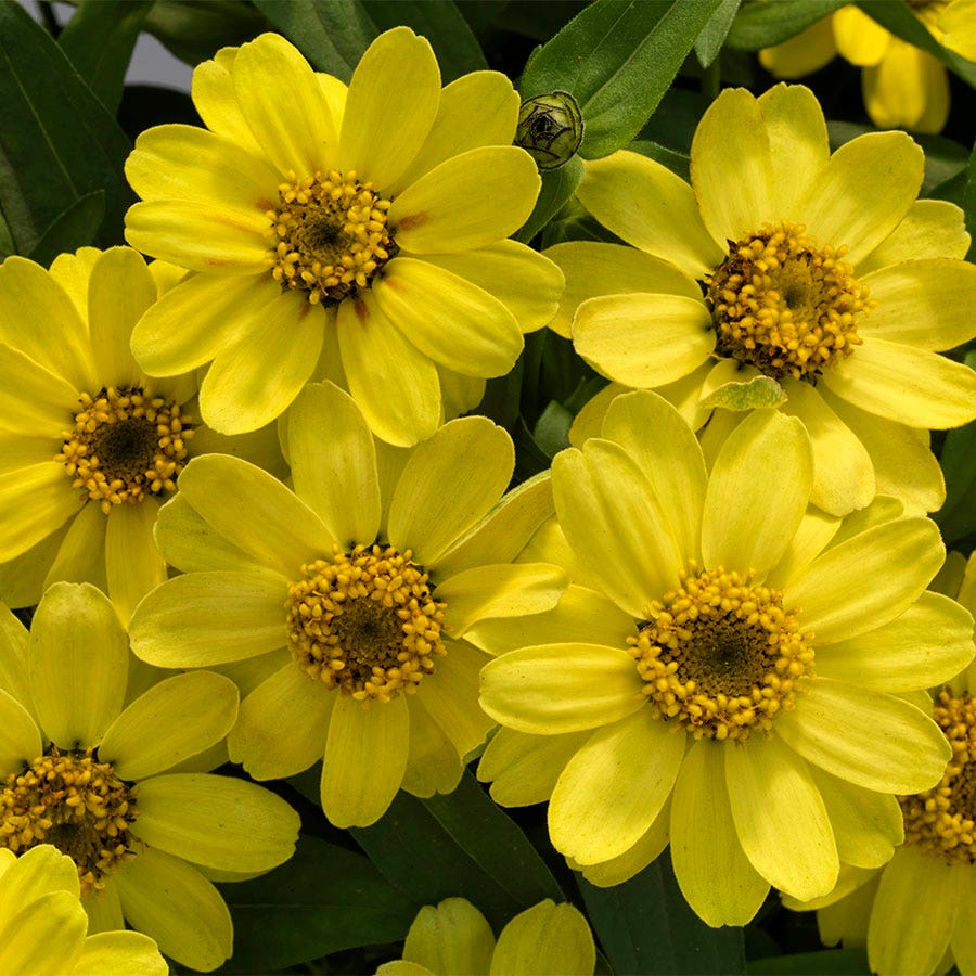 Profusion Lemon Zinnia Seeds