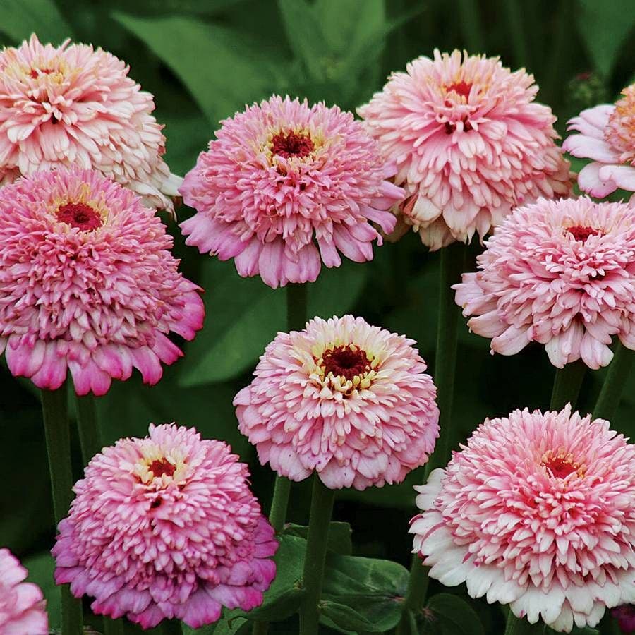 Zinnia 'Zinderella Lilac' Seeds