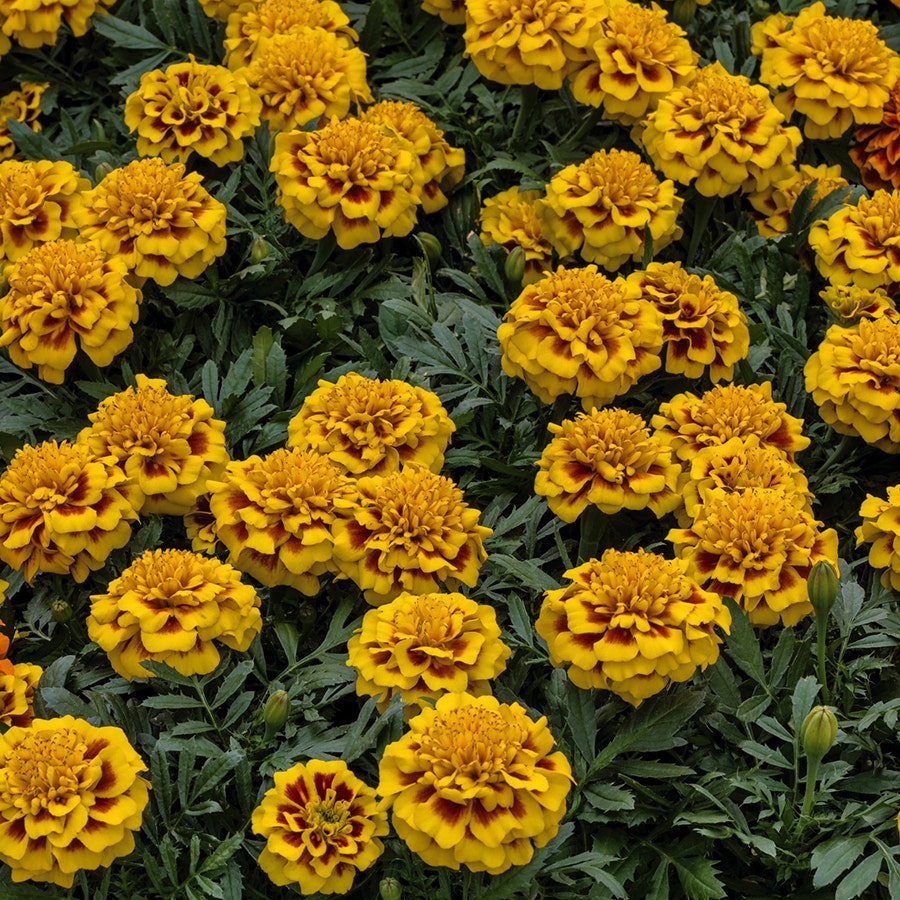 Super Hero™ Yellow Bee Marigold Seeds