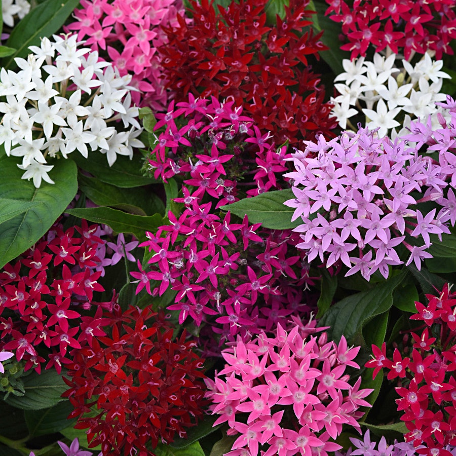 pentas plant seeds Lucky Star® Mixture Pentas Seeds