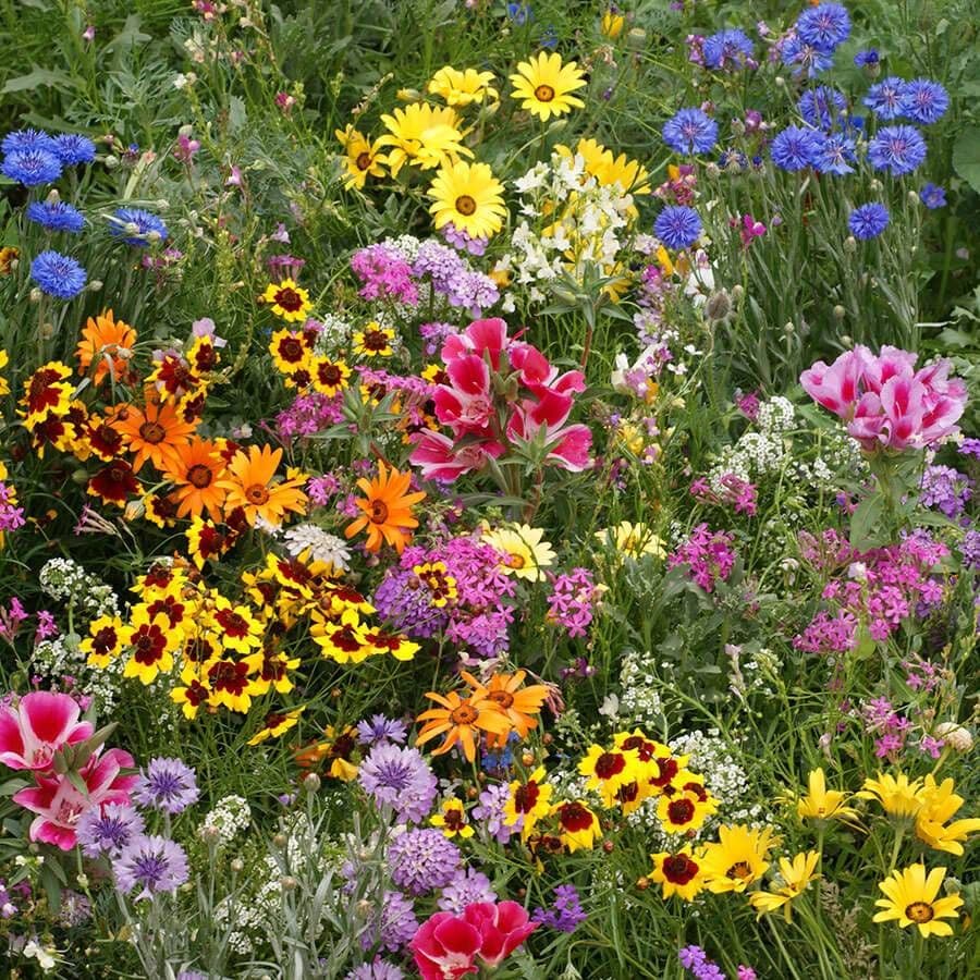 wildflower mixed seeds Low Growing Wildflower Mix Seeds