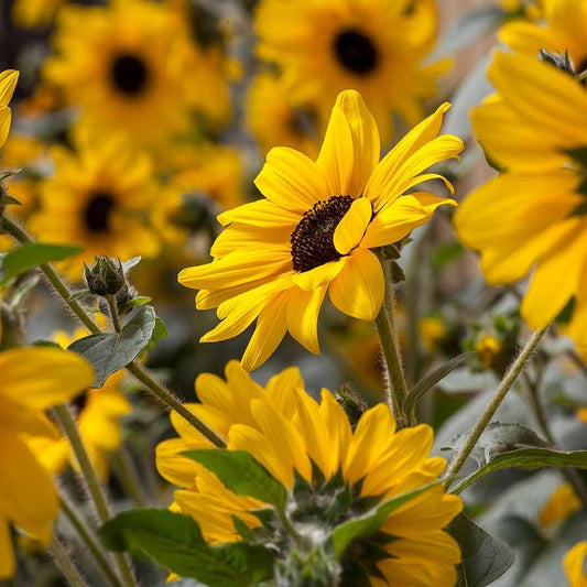 Sunfinity® Yellow Dark Center Sunflower Seeds