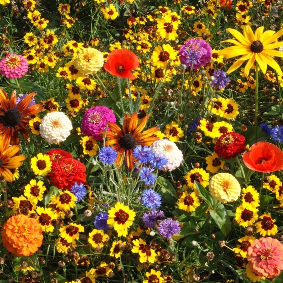 children's garden seeds Easy Care Children's Garden Seed Mixture