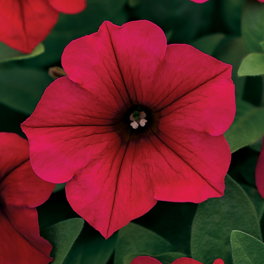 Wave® Carmine Velour Petunia Seeds