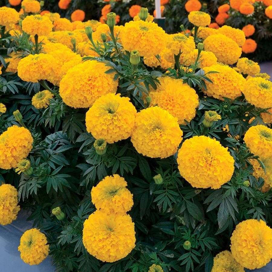 duck flower seeds for sale Big Duck Gold F1 Marigold Seeds – Park Seed