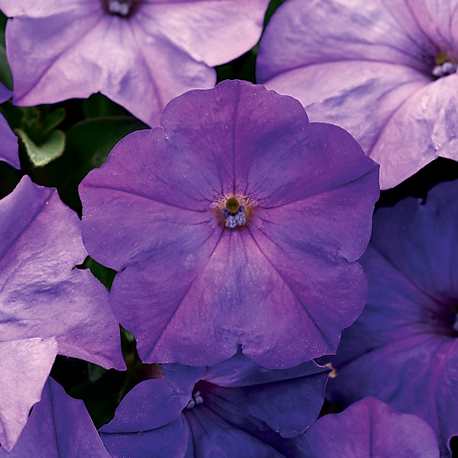 lavender petunia flower Easy Wave® Lavender Sky Blue Petunia Seeds – Park Seed