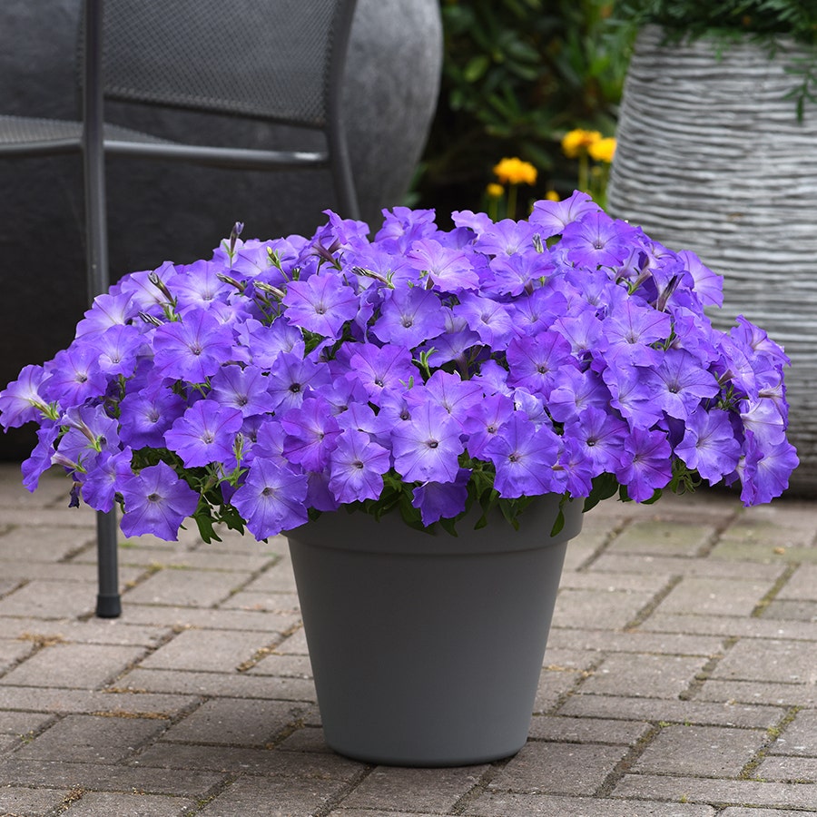 Easy Wave® Lavender Sky Blue Petunia Seeds