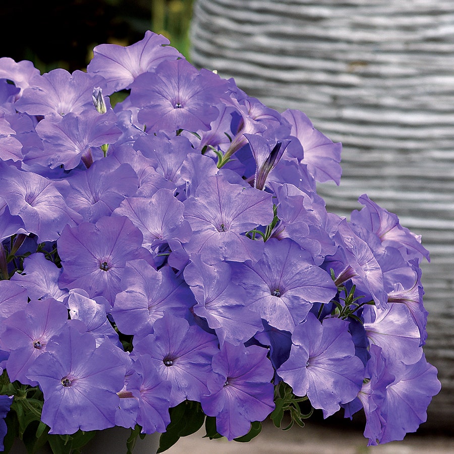 Easy Wave® Lavender Sky Blue Petunia Seeds