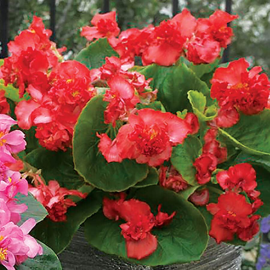 Fiona™ Red Begonia Seeds