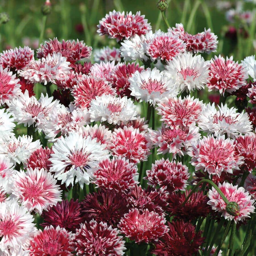 corn flower seeds 'Classic Romantic' Mix Cornflower Seeds