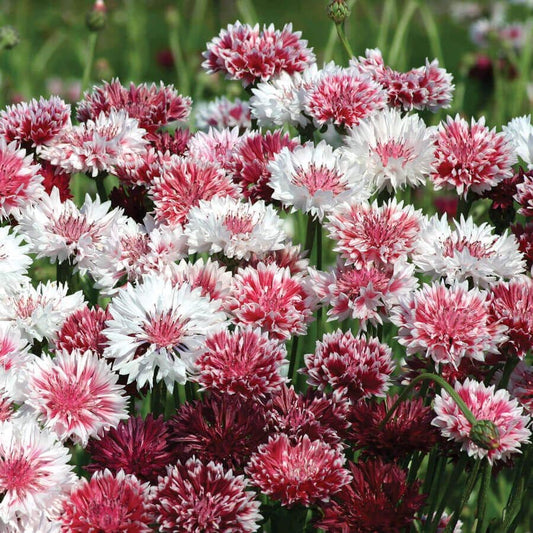 'Classic Romantic' Mix Cornflower Seeds