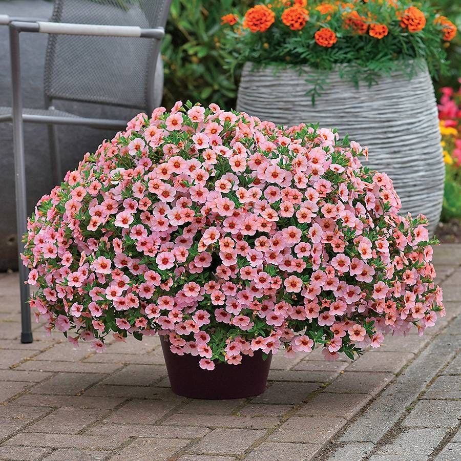 calibrachoa petunia flower seeds Kabloom® Light Pink Blast Calibrachoa Seeds