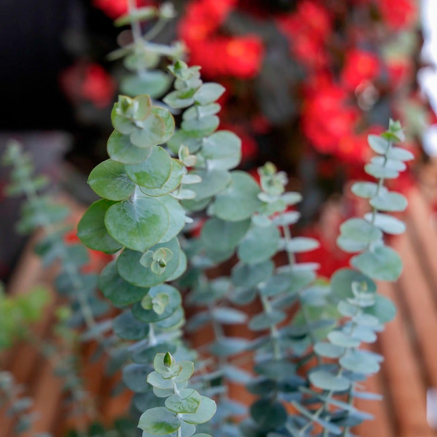 Baby Blue Bouquet Improved Eucalyptus Seeds
