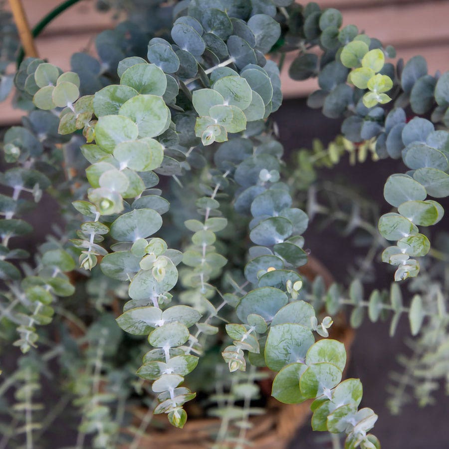 Baby Blue Bouquet Improved Eucalyptus Seeds