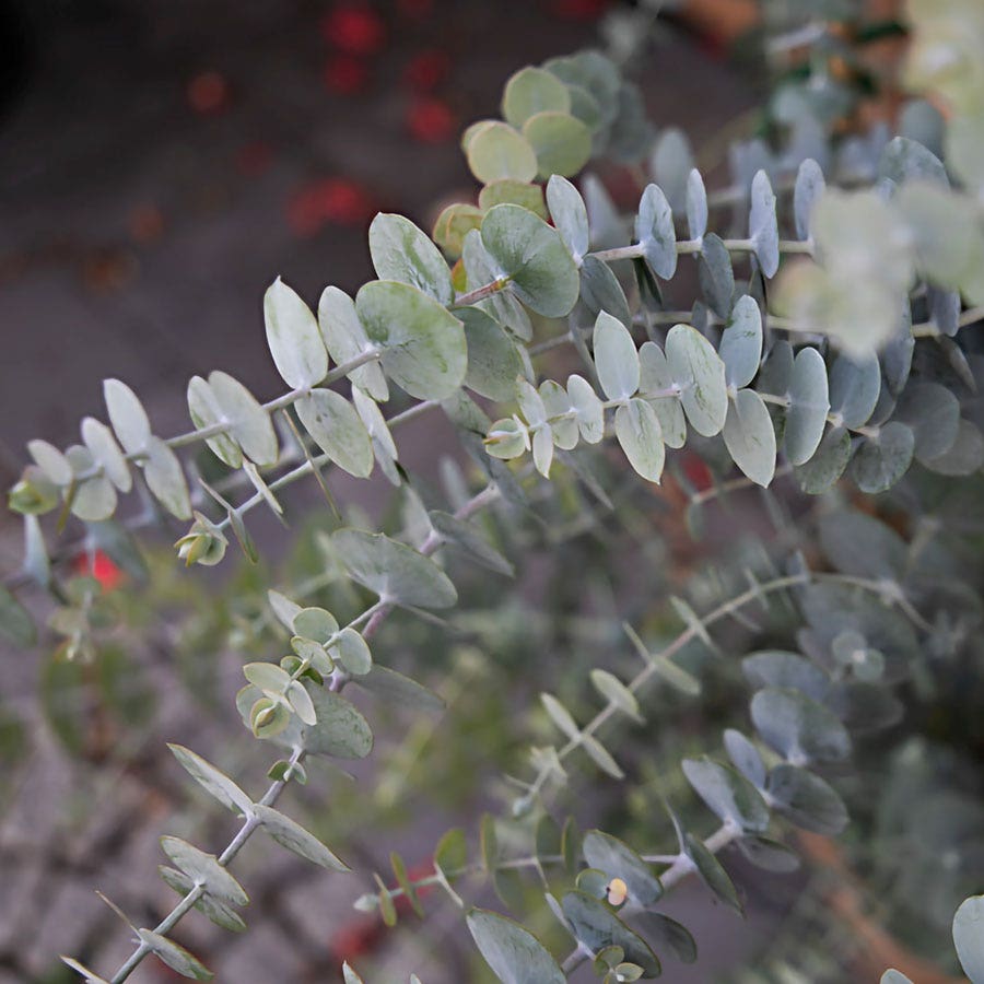 Baby Blue Bouquet Improved Eucalyptus Seeds
