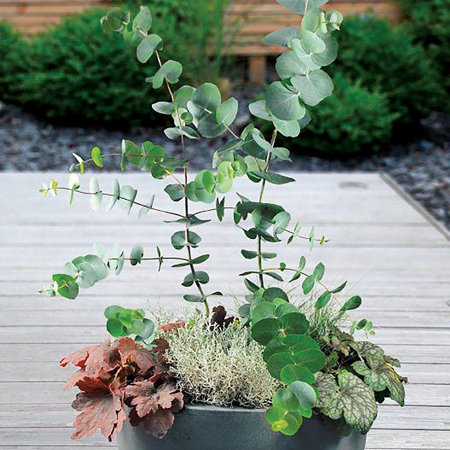 Baby Blue Bouquet Improved Eucalyptus Seeds