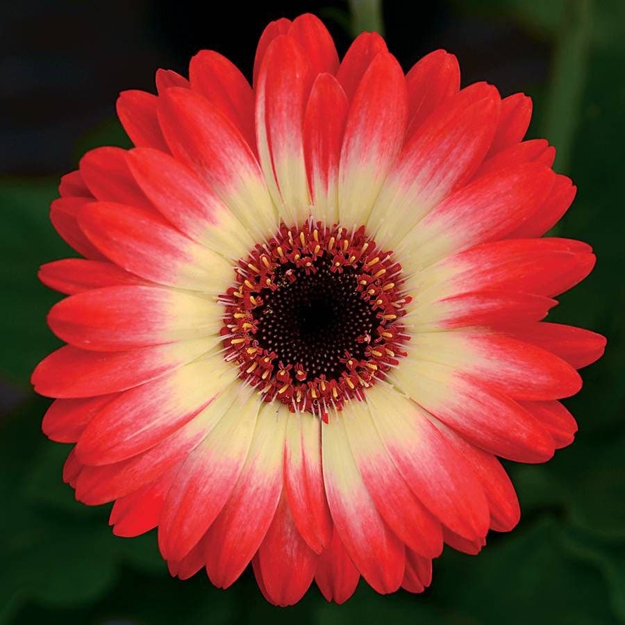 gerbera daisy flower seeds Revolution™ Bicolor Red Lemon Gerbera Daisy Seeds